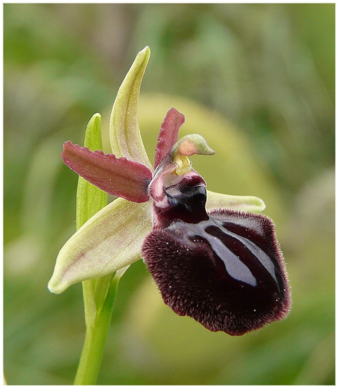 Ophrys sipontensis